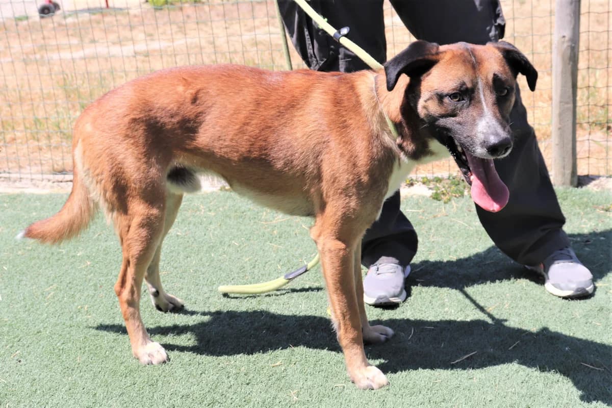 BERNIE, Castanho e Branco male 6yo Mixed Breed for adoption at O Cantinho da Milu, Lisbon