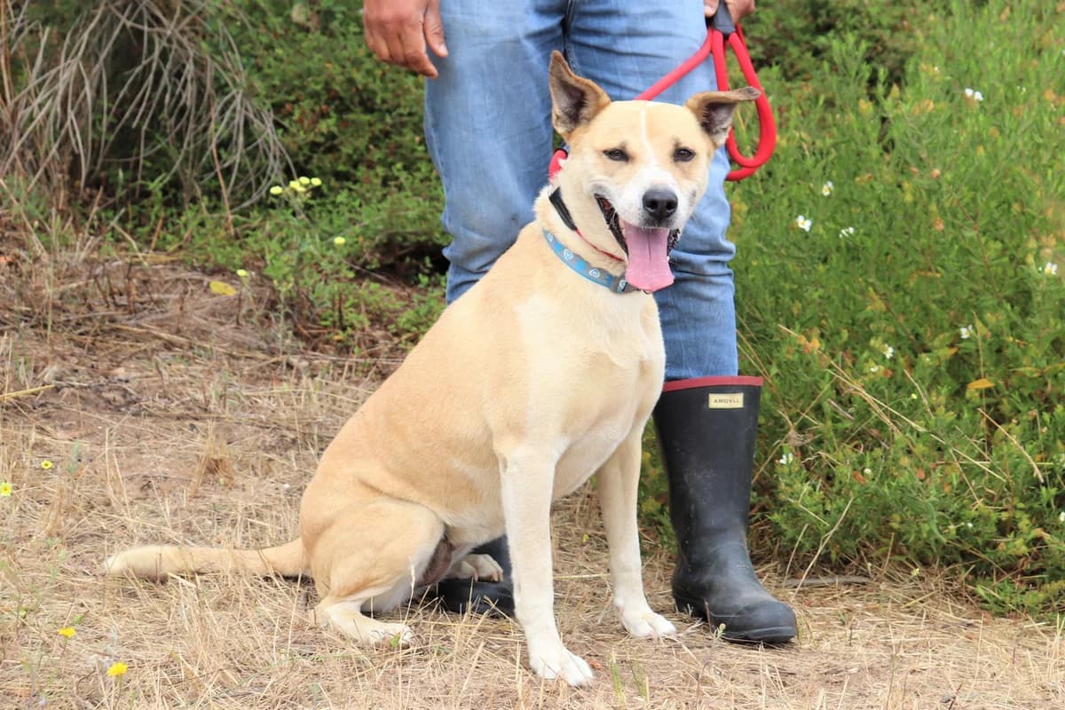 jULIA BROGAN, Creme female senior Mixed Breed for adoption at O Cantinho da Milu, Lisbon