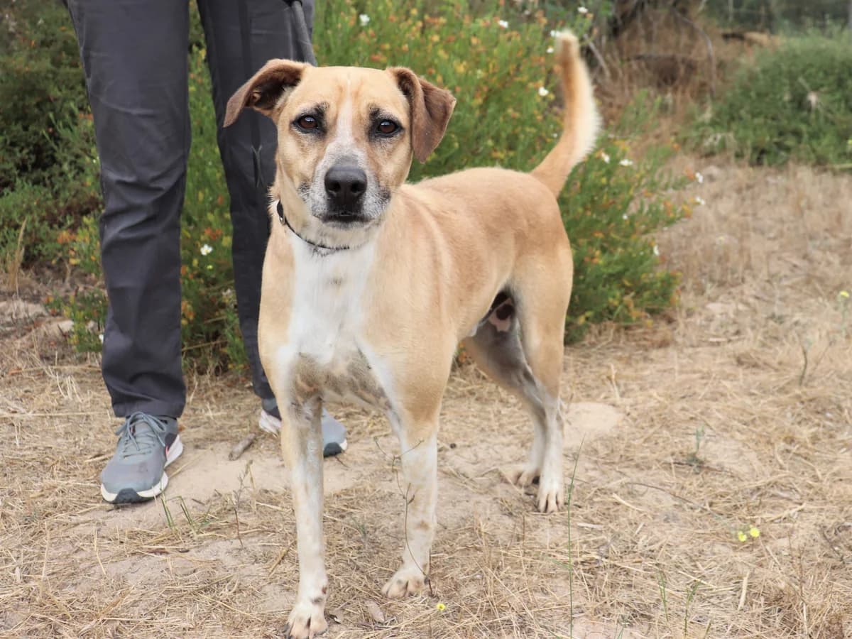 DENTINHO, Creme male senior Mixed Breed for adoption at O Cantinho da Milu, Lisbon