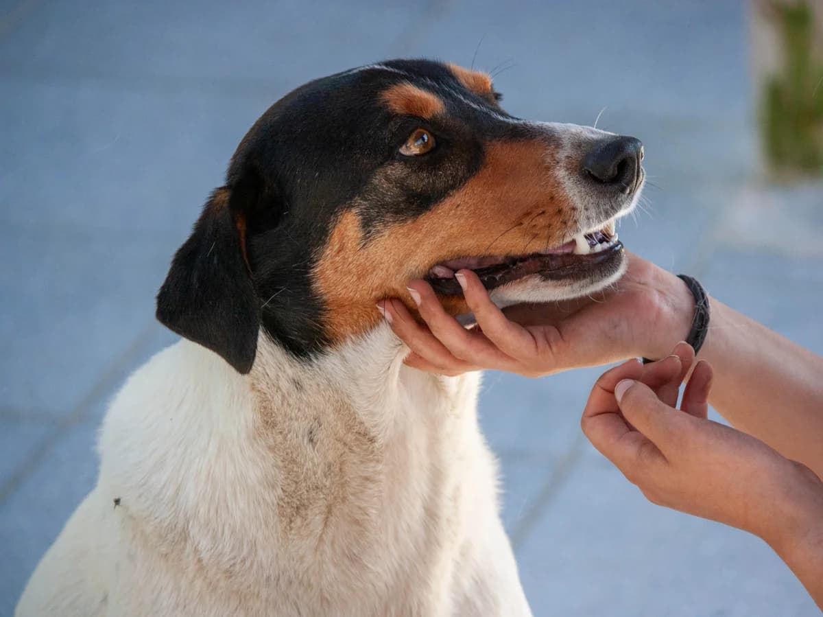 FABIO, Tricolor (Calico) male 5yo Mixed Breed for adoption at O Cantinho da Milu, Lisbon