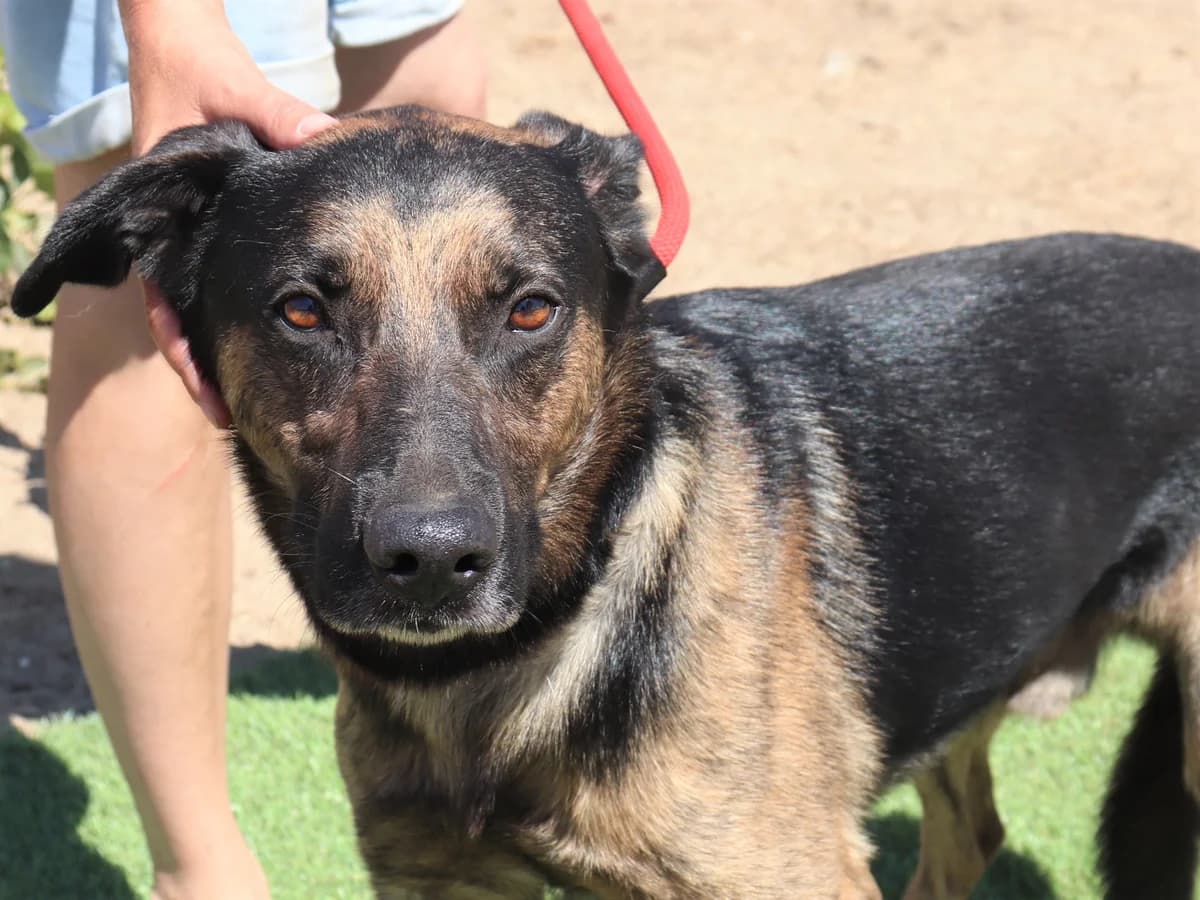 BOOMER, Preto e Fogo male senior mixed breed for adoption at O Cantinho da Milu, Lisbon