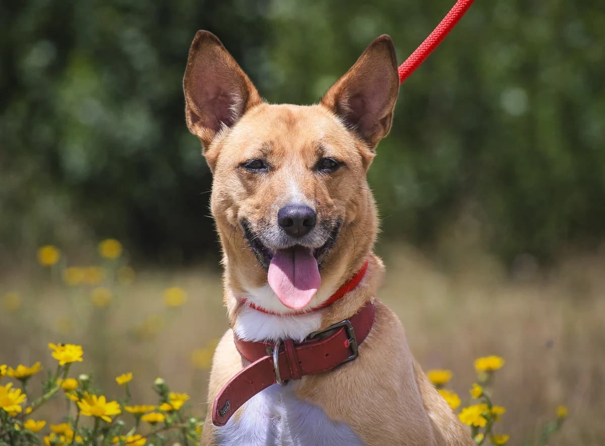 LILO, Castanho e Branco female 5yo mixed breed for adoption at O Cantinho da Milu, Lisbon