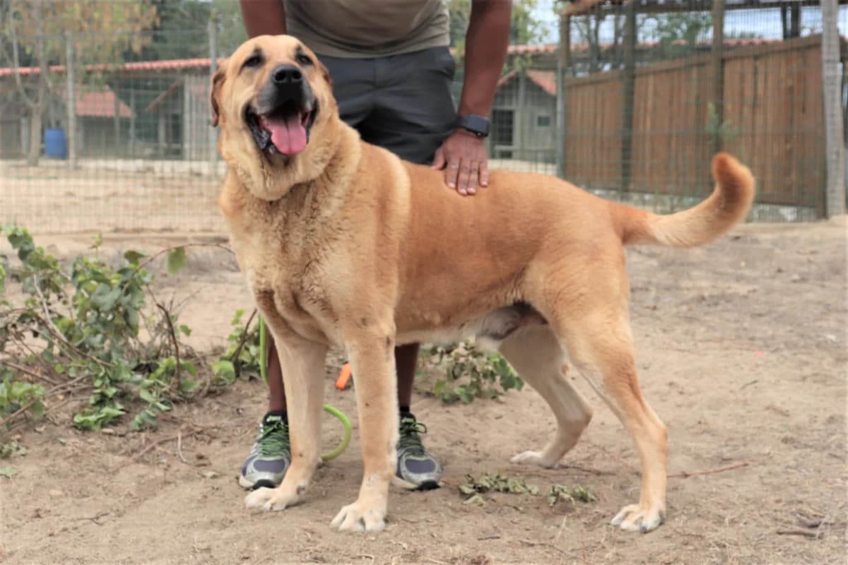 LORD, Castanho Mel male senior Mixed Breed for adoption at O Cantinho da Milu, Lisbon