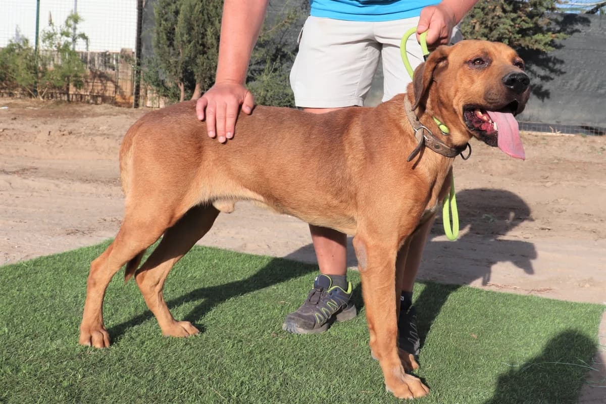 CHARLIE, Castanho male senior Mixed Breed for adoption at O Cantinho da Milu, Lisbon