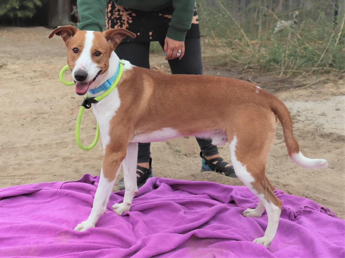 ZÉ MIGUEL, Castanho e Branco male 6yo Mixed Breed for adoption at O Cantinho da Milu, Lisbon