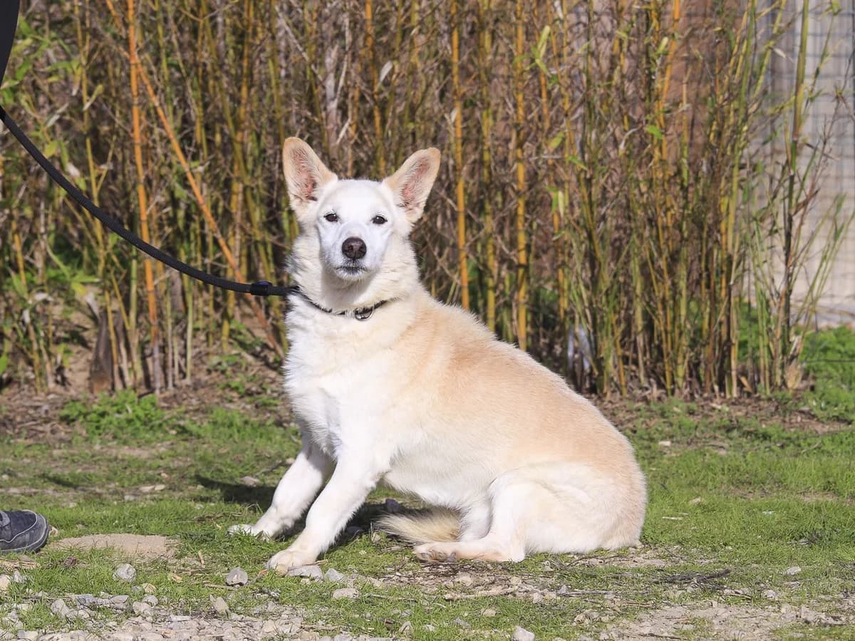 BIG, Creme male senior Mixed Breed for adoption at O Cantinho da Milu, Lisbon