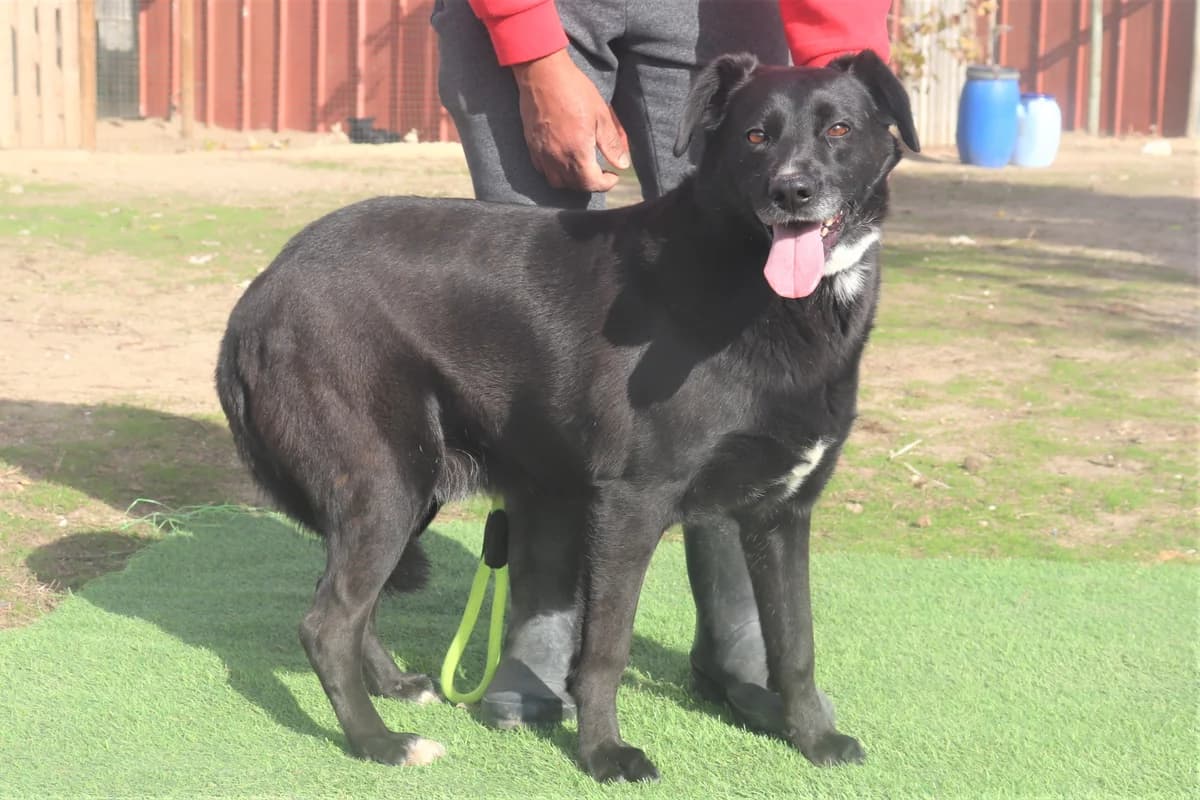 CLANCY, Preto male senior Labrador Retriever for adoption at O Cantinho da Milu, Lisbon