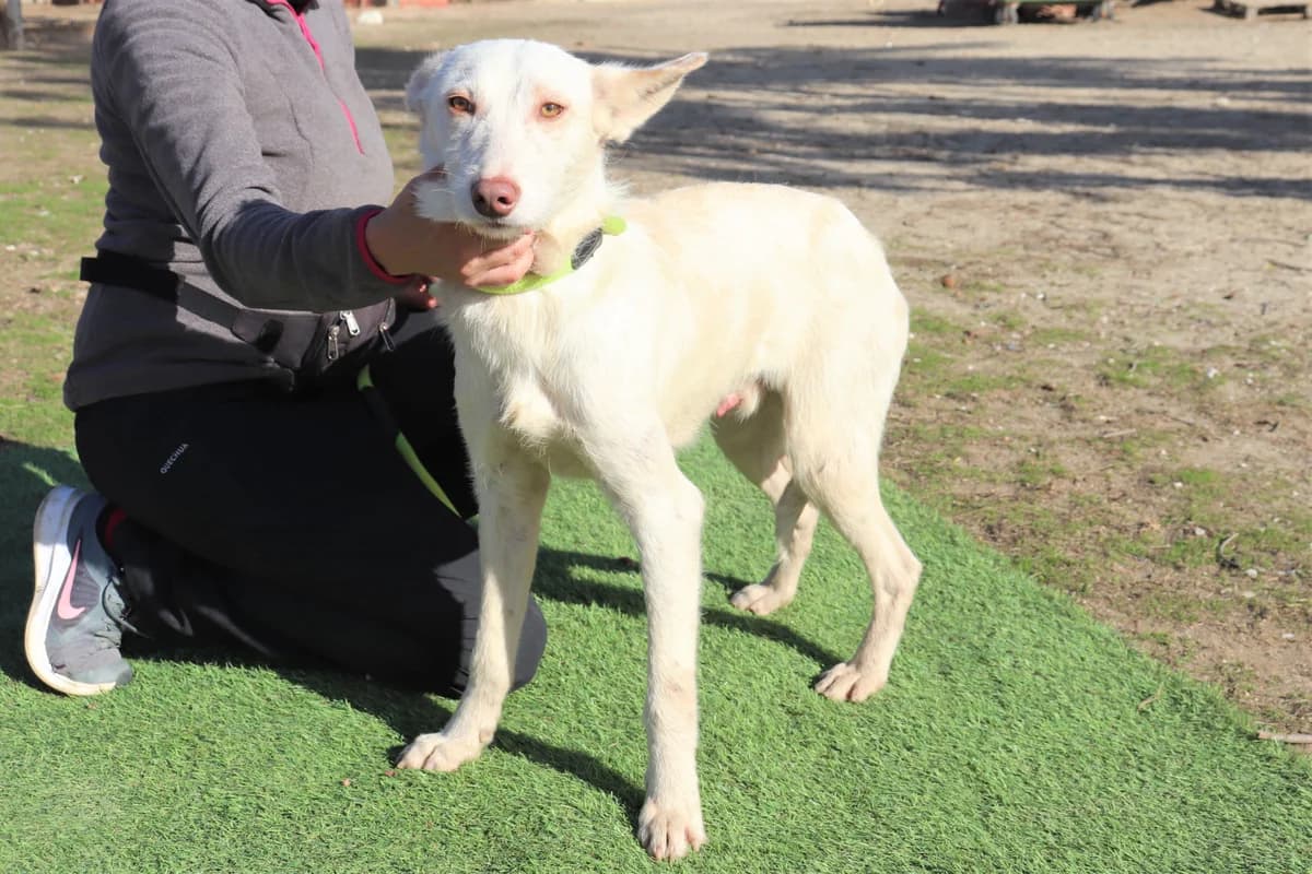 SAMU, Branco male 6yo mixed breed for adoption at O Cantinho da Milu, Lisbon