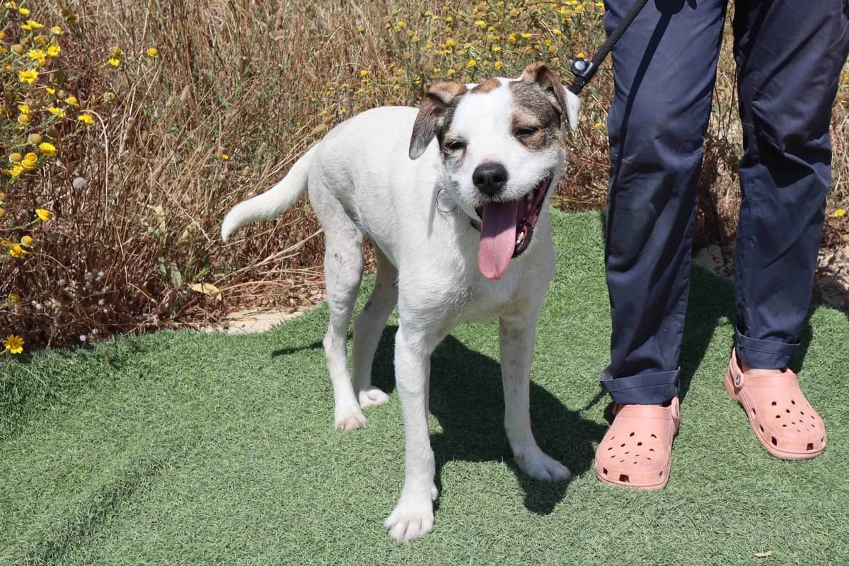 GABRU, Branco e Castanho male 4yo Mixed Breed for adoption at O Cantinho da Milu, Lisbon