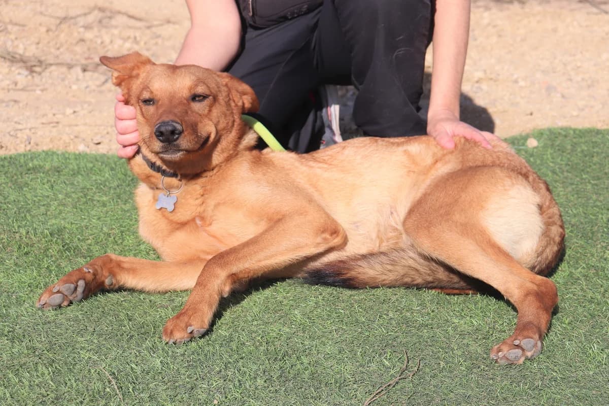 PEPPER, Castanho female 5yo Mixed Breed for adoption at O Cantinho da Milu, Lisbon
