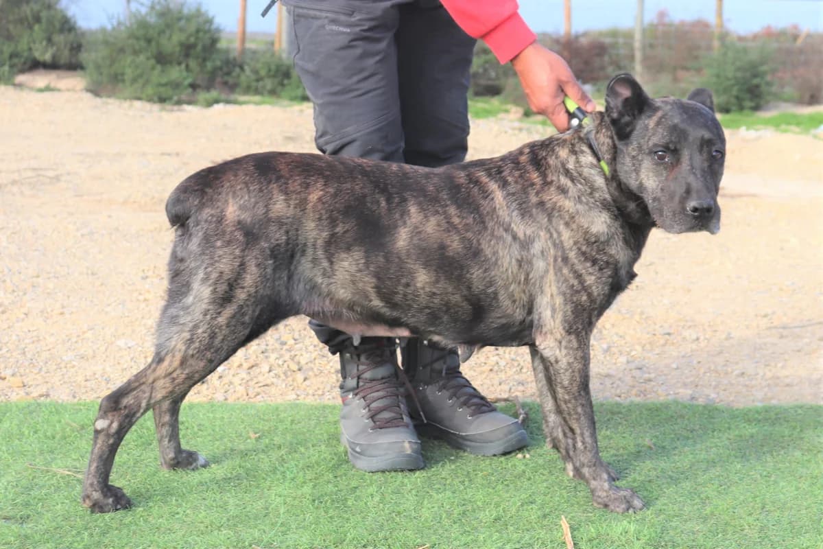 ASHANTI, Tigrado Castanho female senior mixed breed for adoption at O Cantinho da Milu, Lisbon