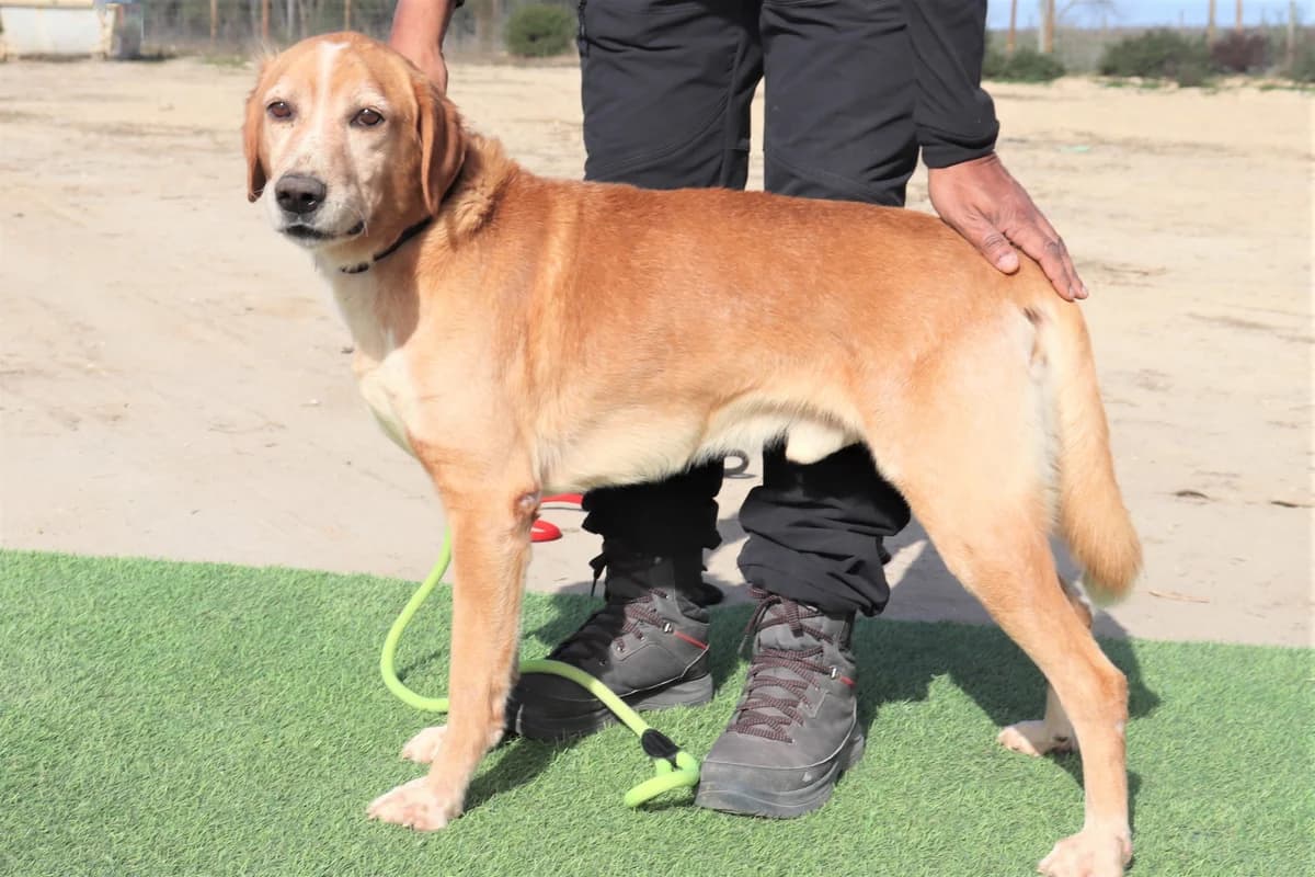 ALBERTO, Creme male senior Mixed Breed for adoption at O Cantinho da Milu, Lisbon