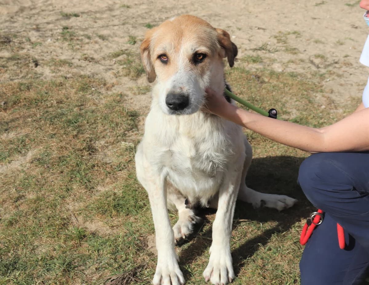 ZARA, Branco e Castanho female 6yo mixed breed for adoption at O Cantinho da Milu, Lisbon