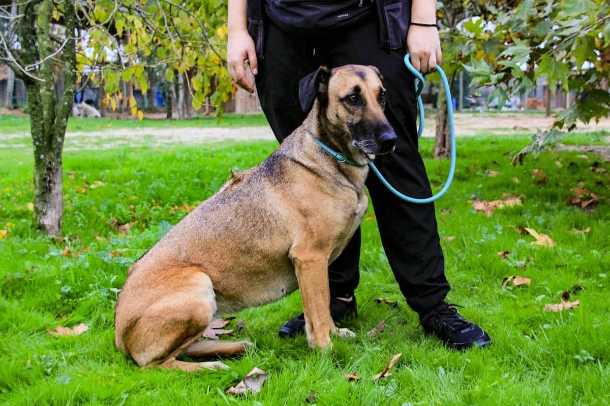 INDIA, Castanho female 5yo Rhodesian Ridgeback for adoption at O Cantinho da Milu, Lisbon
