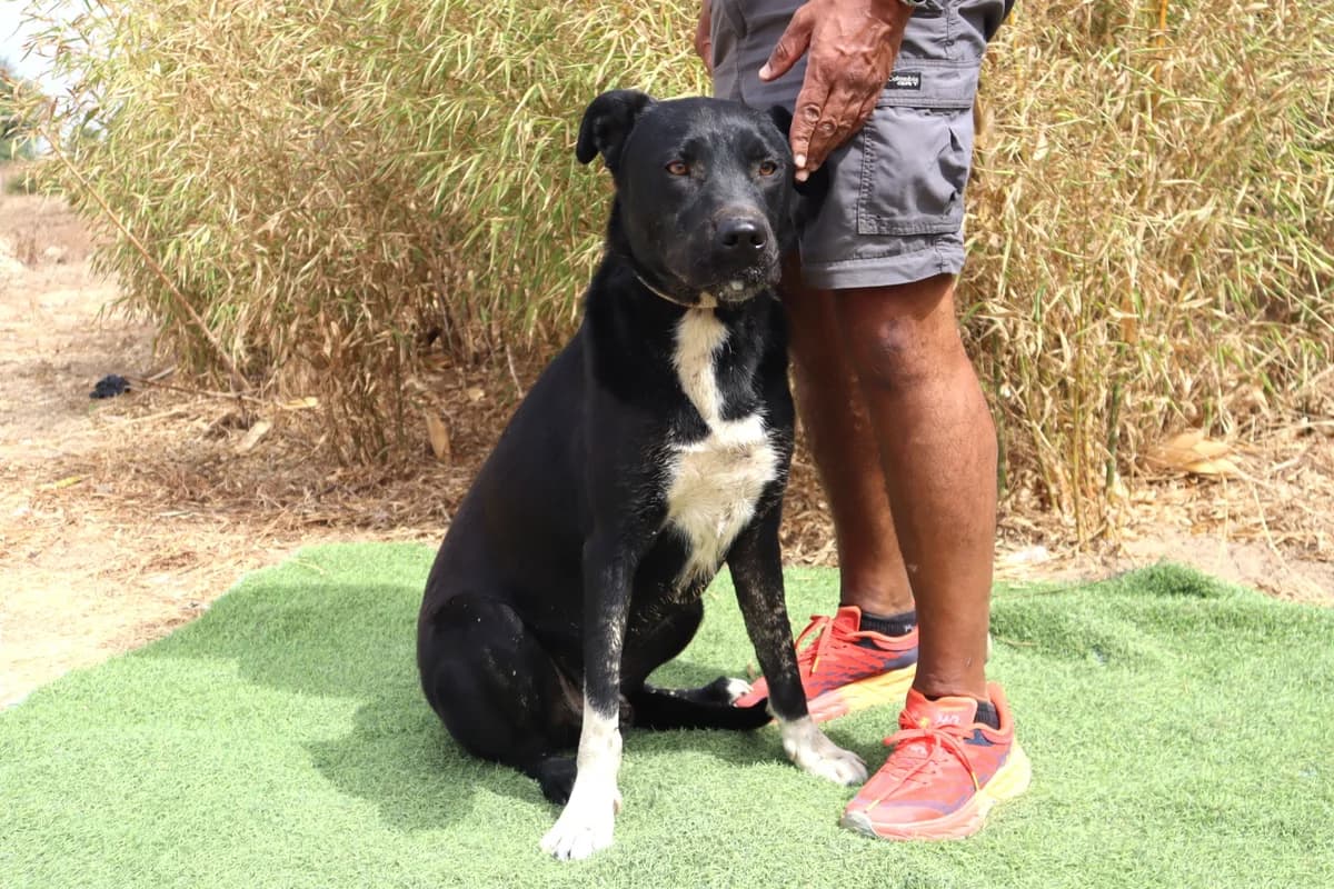 KARL, Preto e Branco male 4yo Mixed Breed for adoption at O Cantinho da Milu, Lisbon