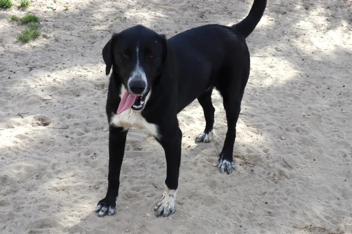 GNOCCHI, Preto e Branco male 4yo Mixed Breed for adoption at O Cantinho da Milu, Lisbon