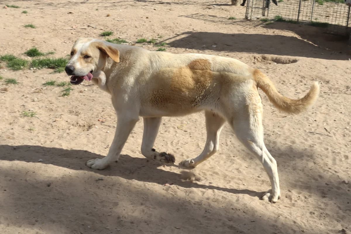 GUNNAR, Branco e Amarelo male 4yo Mixed Breed for adoption at O Cantinho da Milu, Lisbon