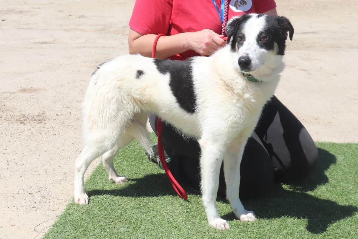 DEANA, Branco e Preto female 5yo Mixed Breed for adoption at O Cantinho da Milu, Lisbon