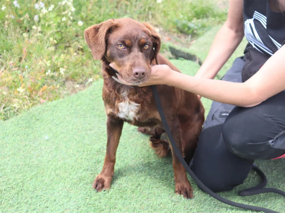 POPPY, Castanho Chocolate female 5yo Mixed Breed for adoption at O Cantinho da Milu, Lisbon