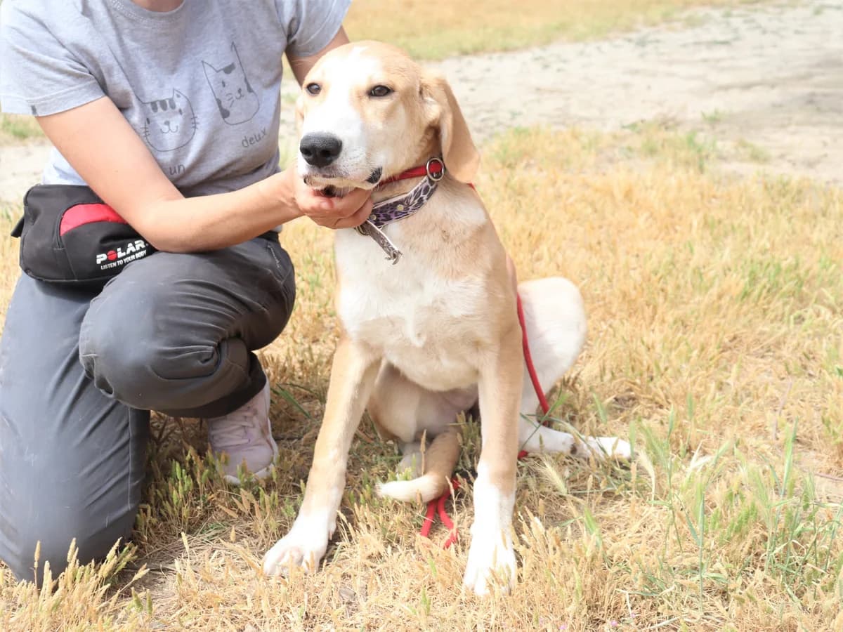 RAYA, Creme female 4yo Mixed Breed for adoption at O Cantinho da Milu, Lisbon
