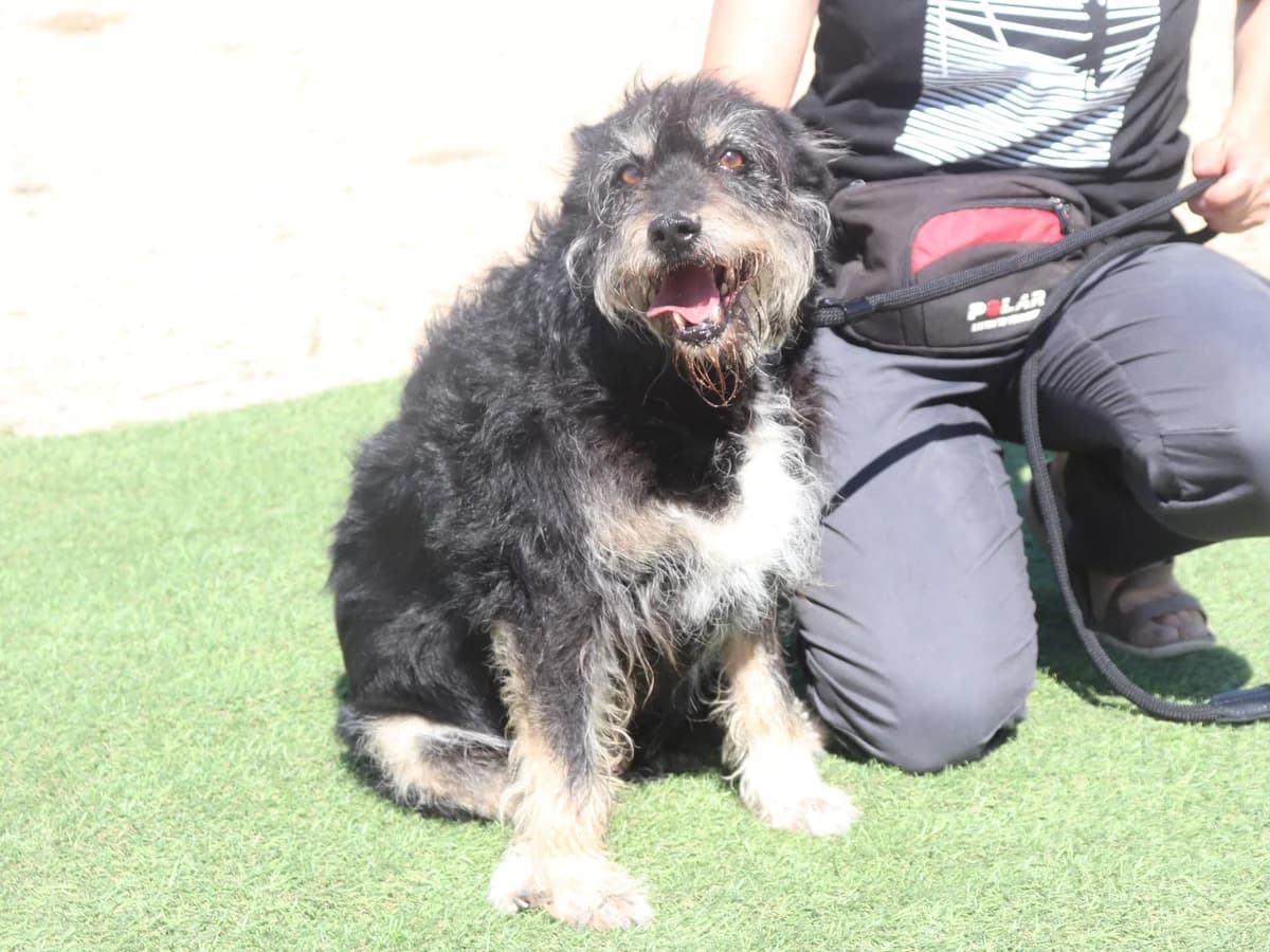 GLORIA, Preto female 7yo mixed breed for adoption at O Cantinho da Milu, Lisbon