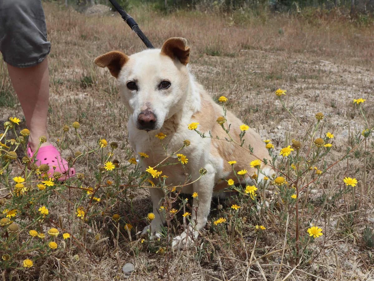 MADONA, Creme female senior Mixed Breed for adoption at O Cantinho da Milu, Lisbon