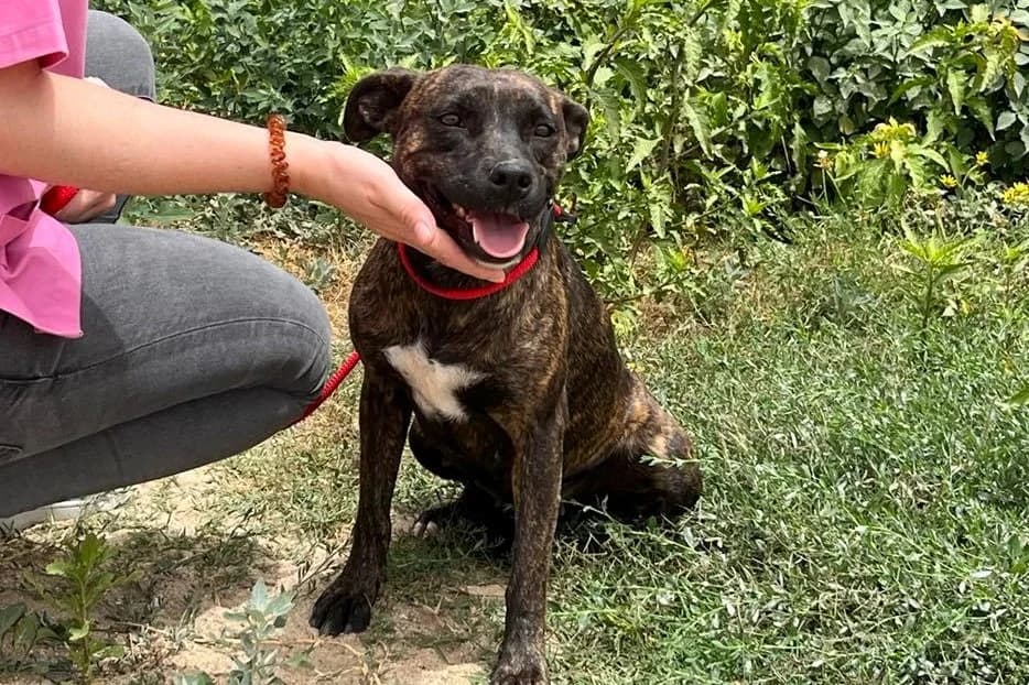 KIM, Tigrado Castanho female 6yo Mixed Breed for adoption at O Cantinho da Milu, Lisbon
