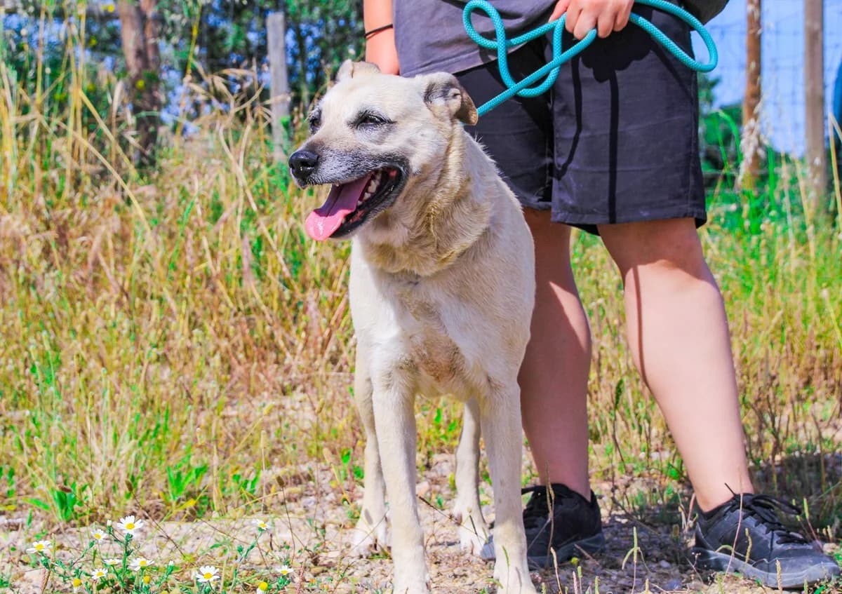 GERDA, Mixed Breed (O Cantinho da Milu)
