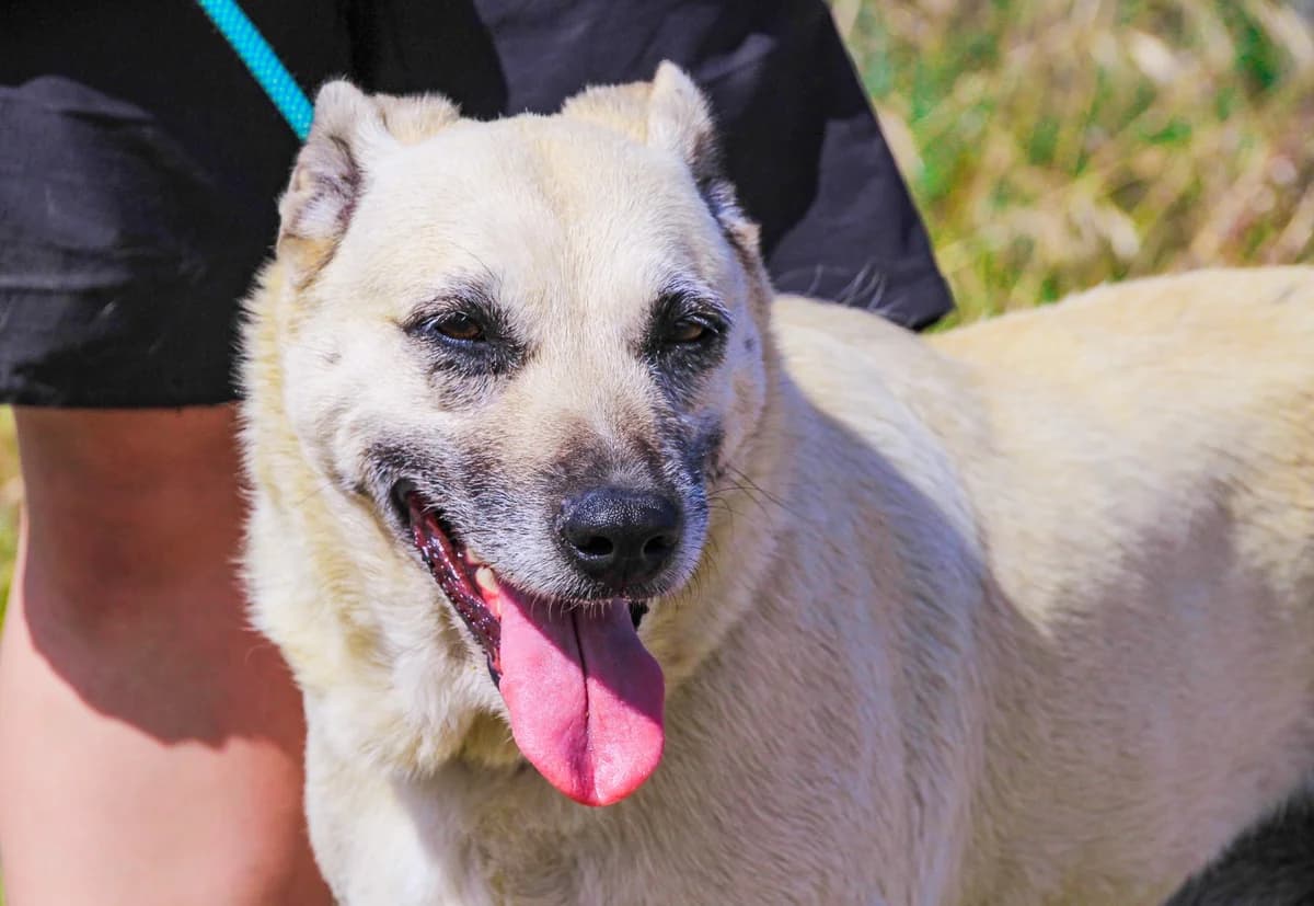 GERDA, Creme female senior Mixed Breed for adoption at O Cantinho da Milu, Lisbon