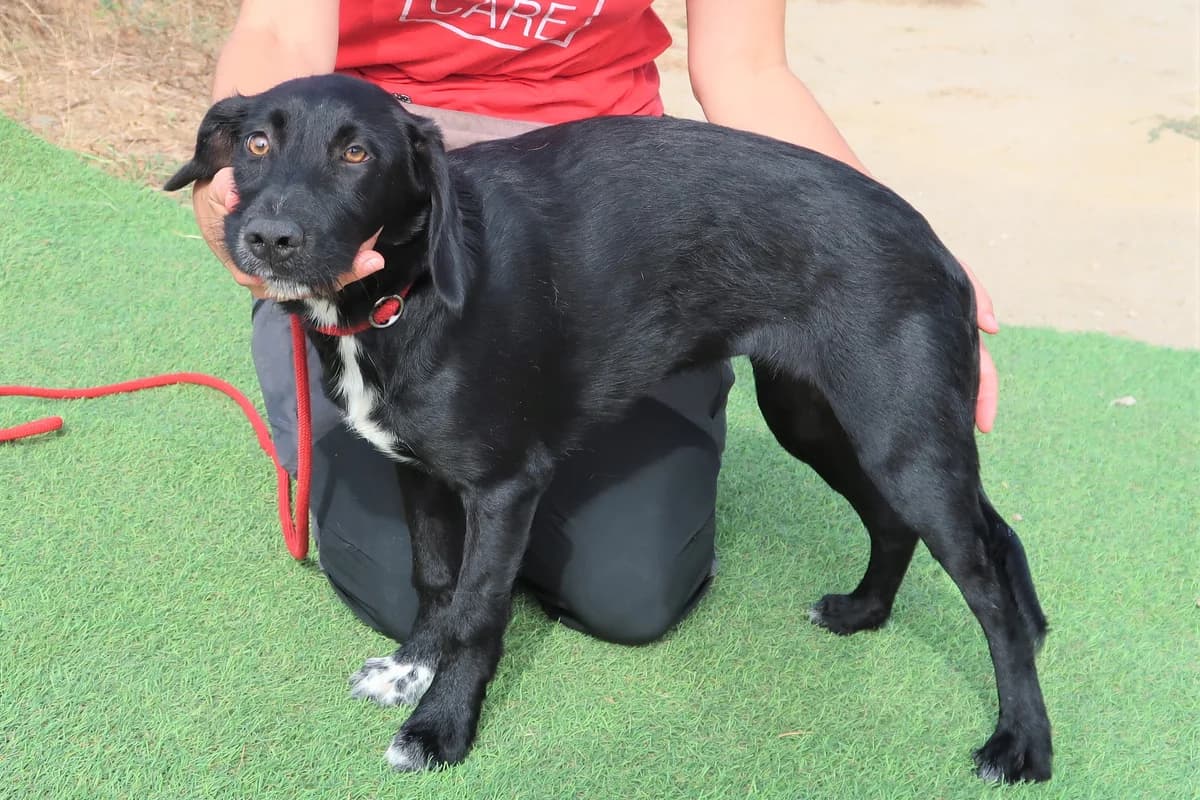 MONA, Preto female 4yo Mixed Breed for adoption at O Cantinho da Milu, Lisbon