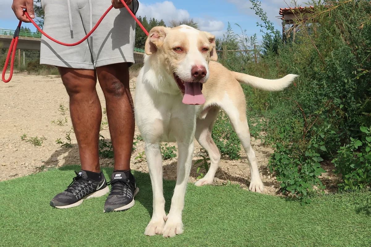 SUSHI, Creme male 6yo Mixed Breed for adoption at O Cantinho da Milu, Lisbon