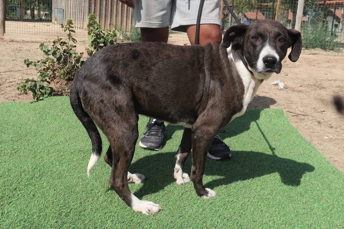 LENI, Preto e Branco female senior Mixed Breed for adoption at O Cantinho da Milu, Lisbon