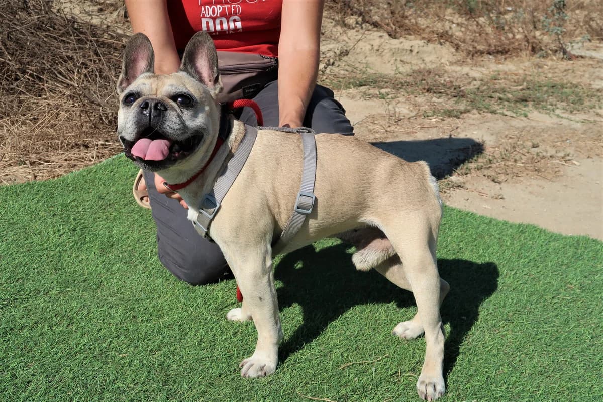 CHICO, Creme male senior English Bulldog for adoption at O Cantinho da Milu, Lisbon