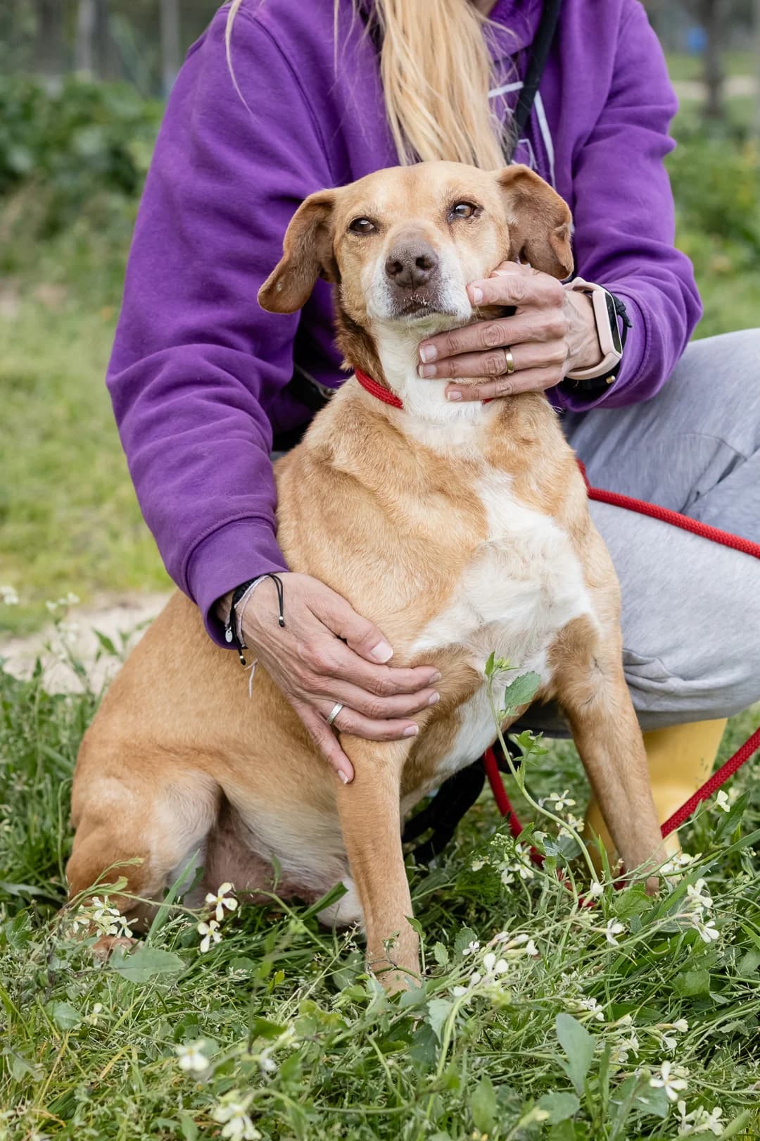 MOHAN, Castanho male senior Mixed Breed for adoption at O Cantinho da Milu, Lisbon