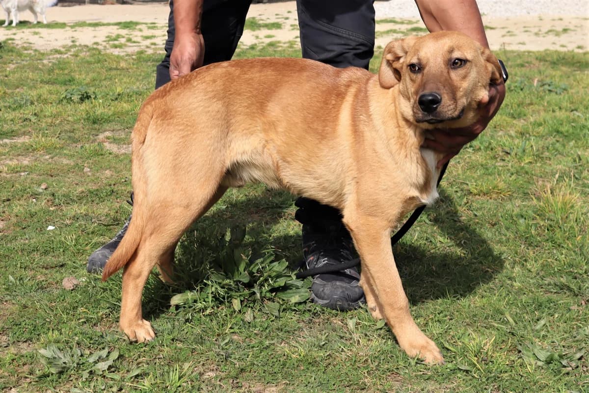 PUIK, Castanho male 4yo Mixed Breed for adoption at O Cantinho da Milu, Lisbon