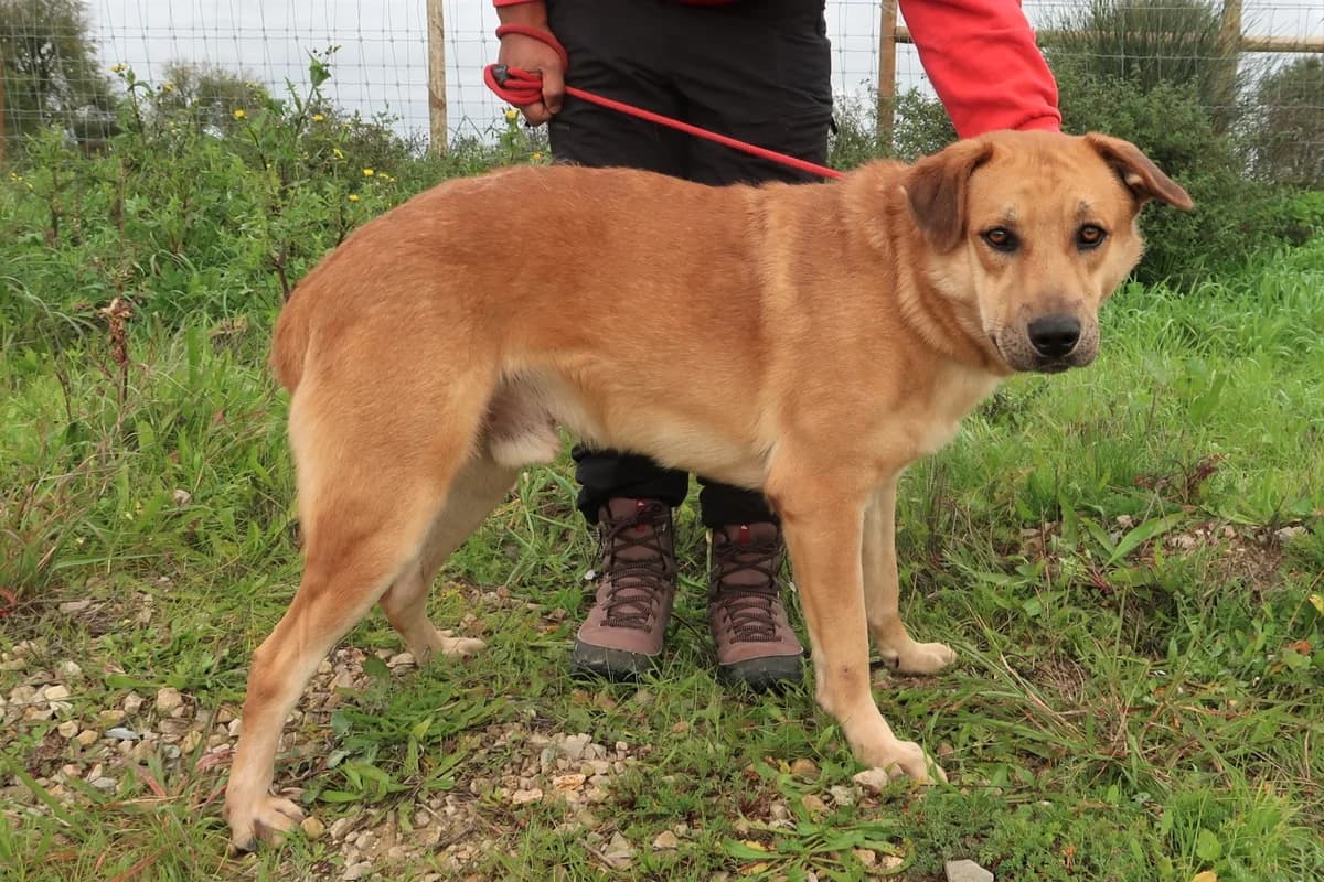 LOBO, Castanho male 6yo Mixed Breed for adoption at O Cantinho da Milu, Lisbon