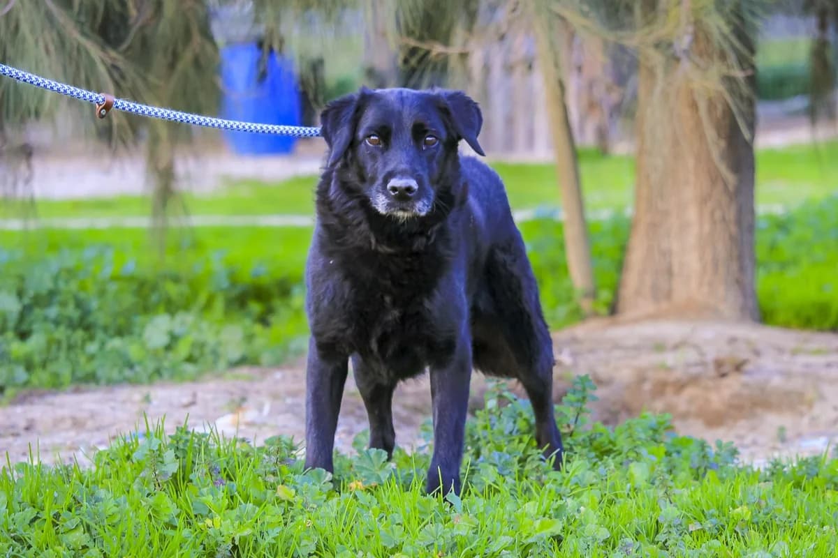 SABI, Preto female 7yo Mixed Breed for adoption at O Cantinho da Milu, Lisbon