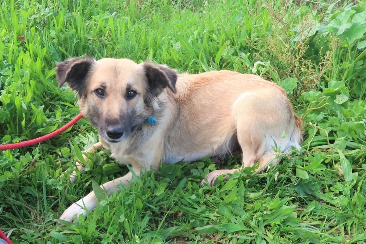 KARIN, Creme female 5yo Mixed Breed for adoption at O Cantinho da Milu, Lisbon