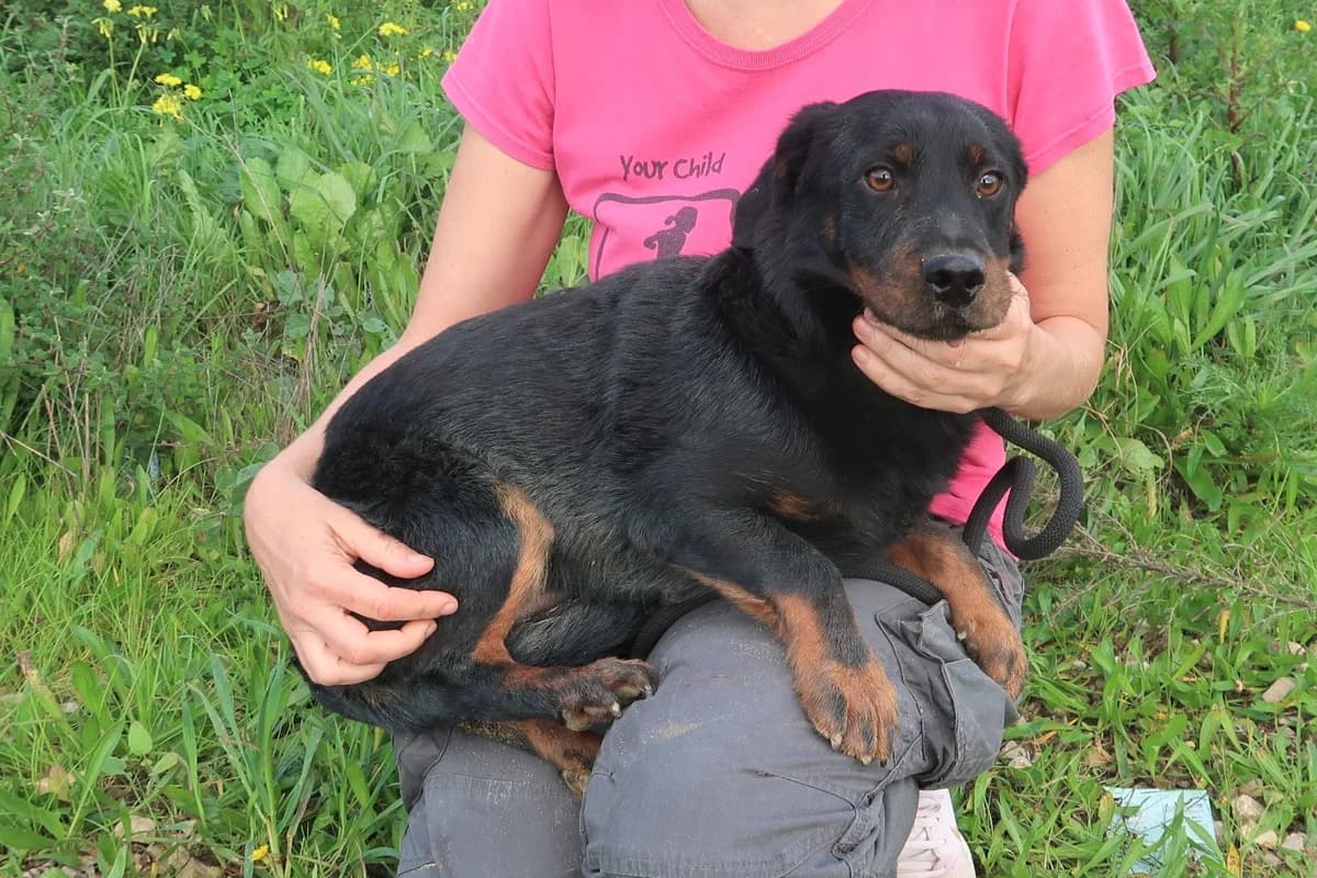 JOSEF, Preto e Castanho male 4yo Mixed Breed for adoption at O Cantinho da Milu, Lisbon