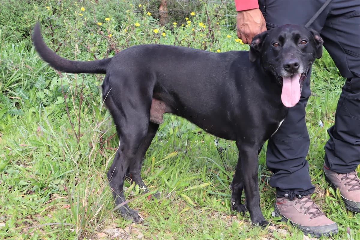 VASCO, Preto male 7yo Mixed Breed for adoption at O Cantinho da Milu, Lisbon
