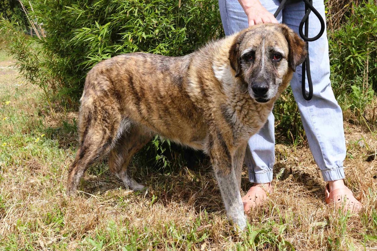 BONNIE, Castanho female senior Mixed Breed for adoption at O Cantinho da Milu, Lisbon