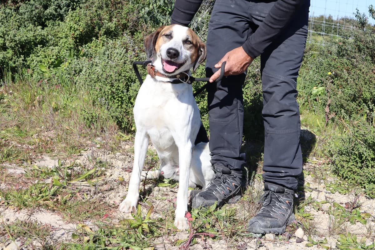 NALOO, Branco e Castanho female 6yo Mixed Breed for adoption at O Cantinho da Milu, Lisbon
