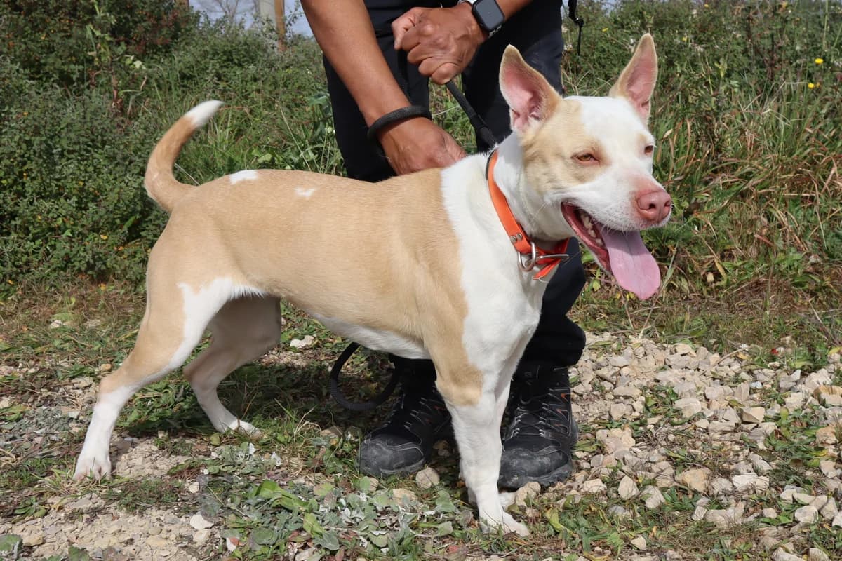 KIARA, Castanho e Branco female 5yo Staffordshire Bull Terrier for adoption at O Cantinho da Milu, Lisbon