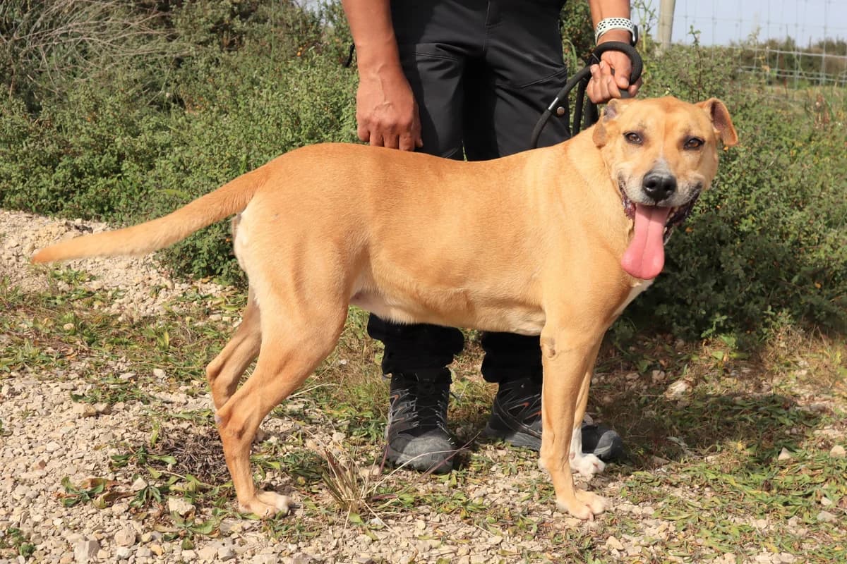 ELLA, Castanho female senior Mixed Breed for adoption at O Cantinho da Milu, Lisbon