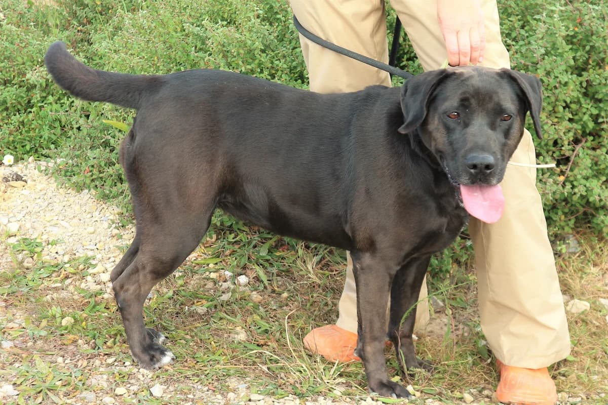 JESSIE, Preto female senior Labrador Retriever for adoption at O Cantinho da Milu, Lisbon