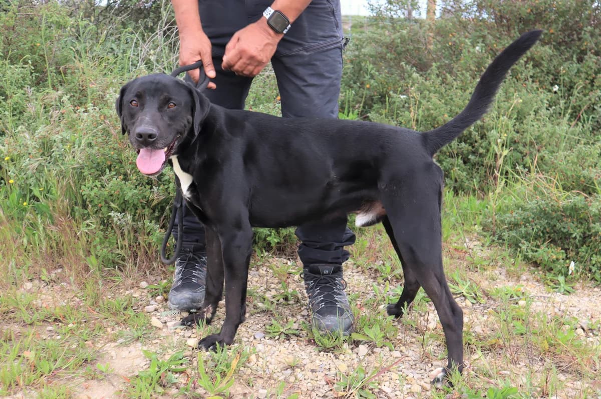 STANLEY, Preto male 4yo Labrador Retriever for adoption at O Cantinho da Milu, Lisbon
