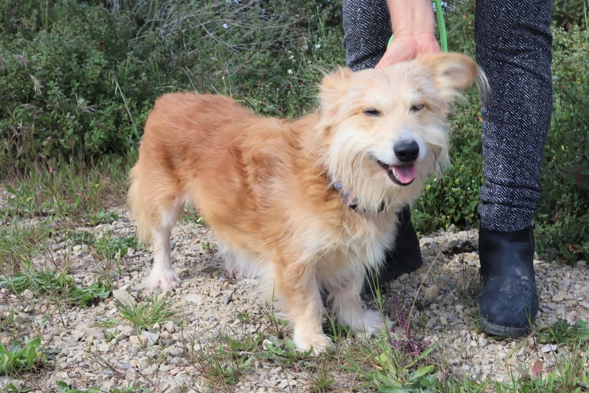 SNOOPY, Castanho Mel male 6yo mixed breed for adoption at O Cantinho da Milu, Lisbon