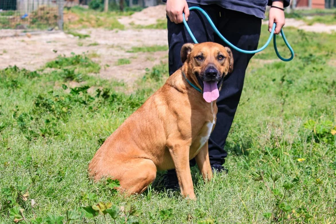 JAROS, Castanho male 3yo Mixed Breed for adoption at O Cantinho da Milu, Lisbon