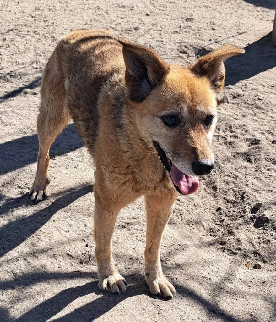 JULIETA, Castanho female senior Mixed Breed for adoption at O Cantinho da Milu, Lisbon