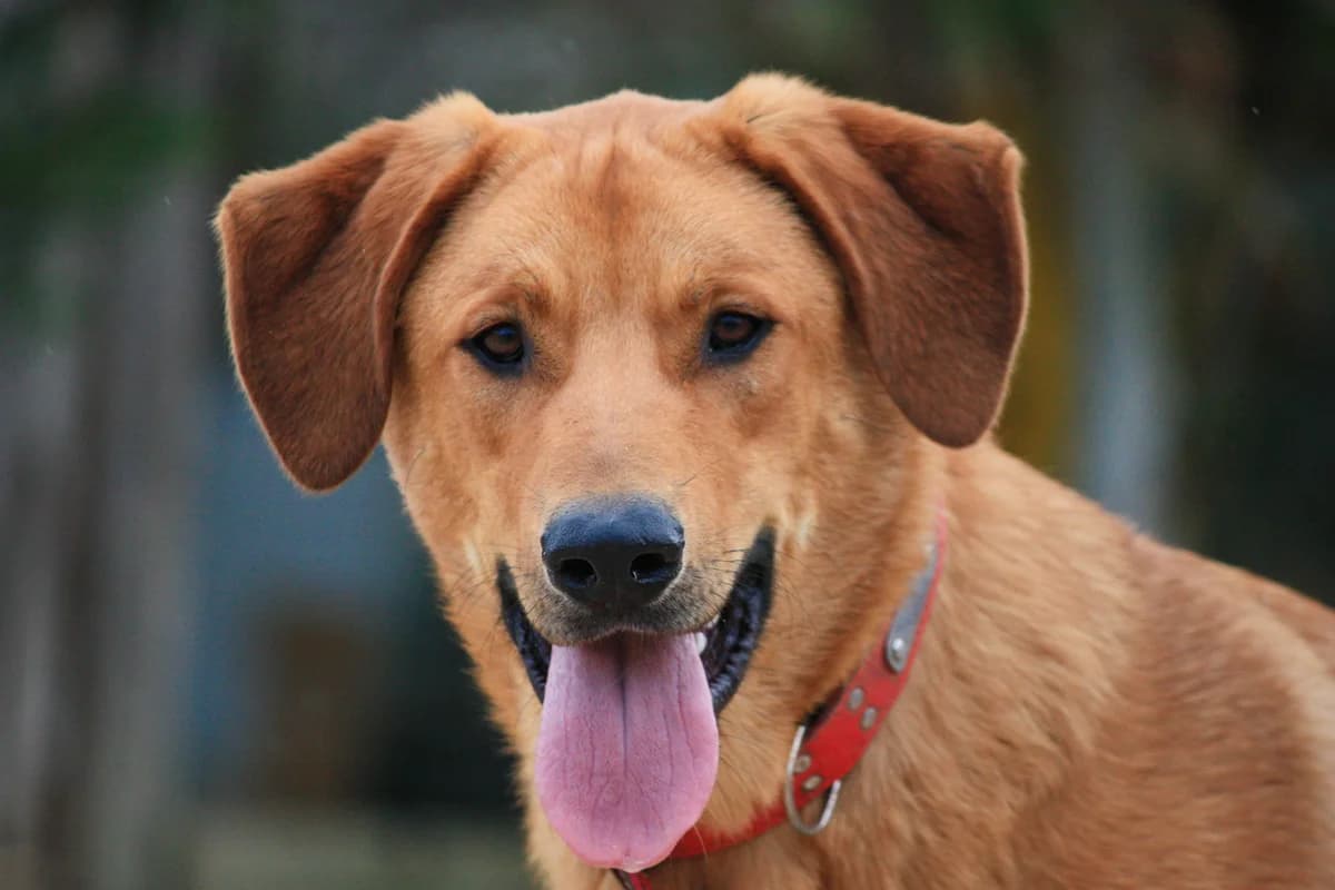 BUGSY, Castanho male 3yo mixed breed for adoption at O Cantinho da Milu, Lisbon